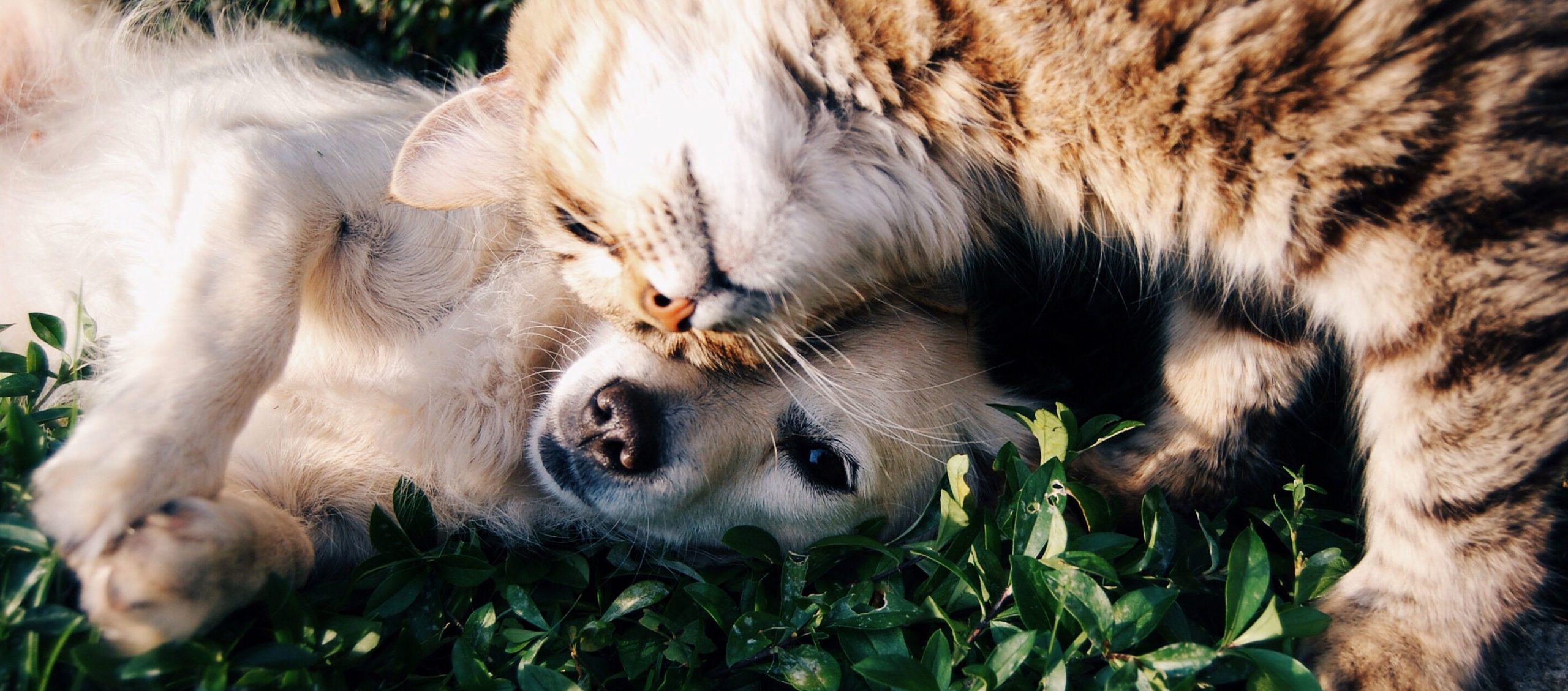 Dog with cat