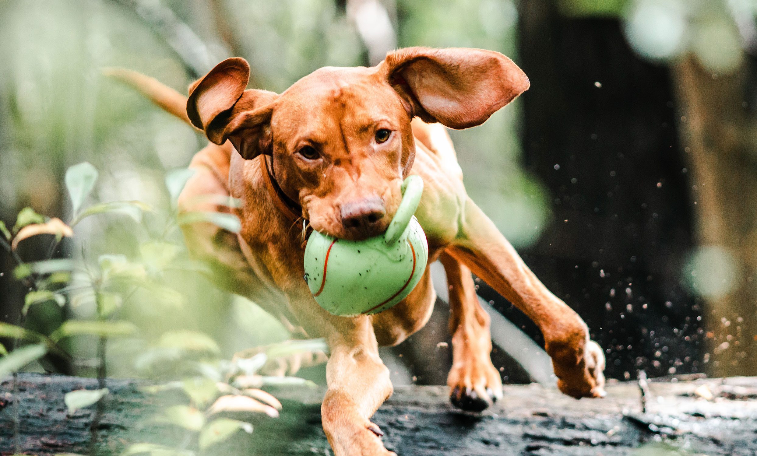 Dog playing