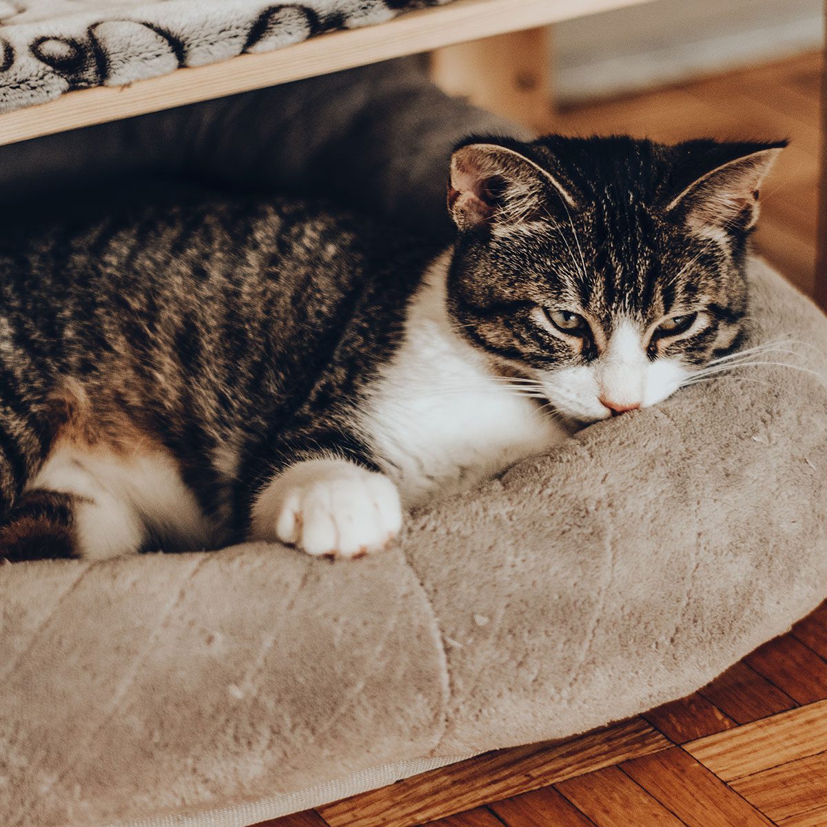 Cat on bed